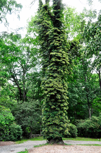 stuff on a tall tree